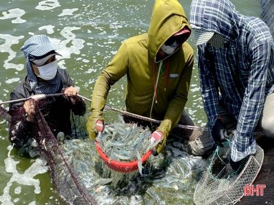 Nuôi tôm thâm canh 2 giai đoạn, 1ha thu lợi nhuận hơn 2 tỷ đồng