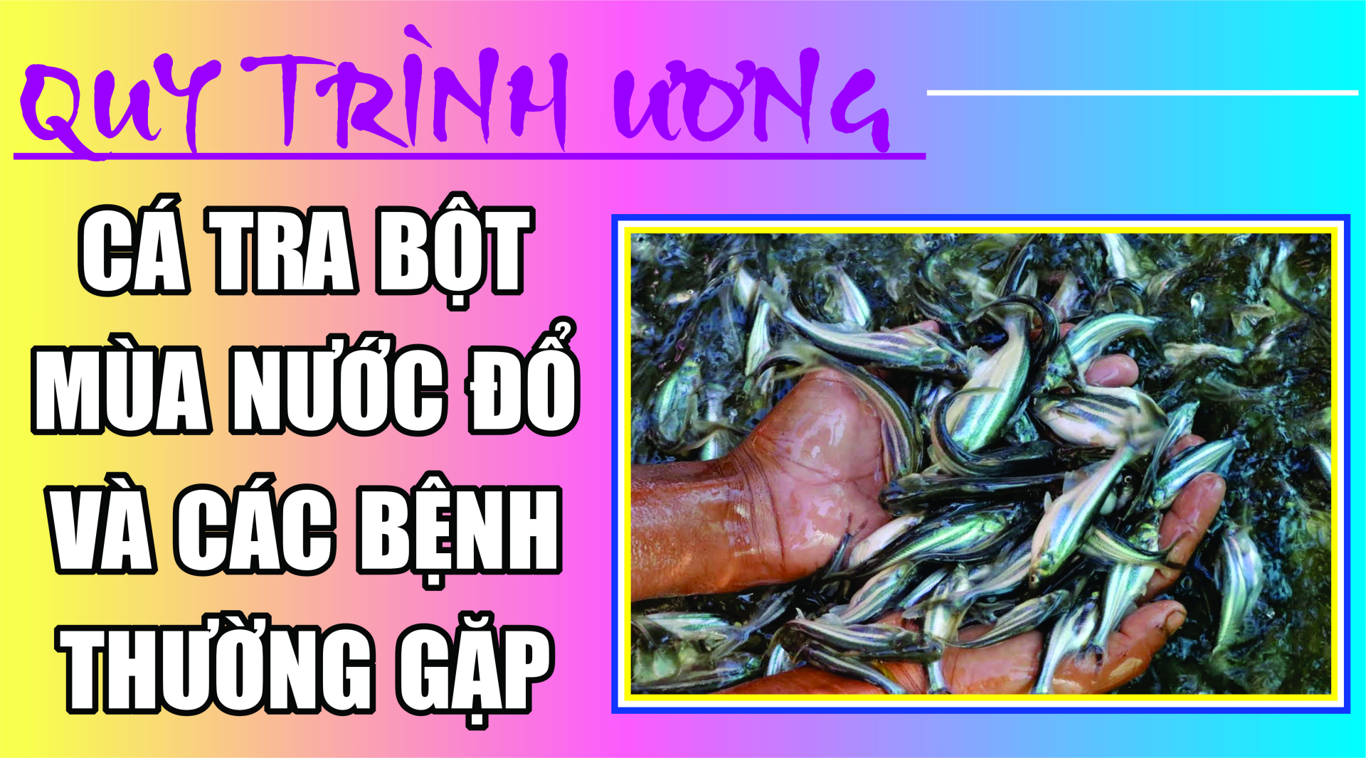 QUY TRÌNH ƯƠNG CÁ TRA BỘT MÙA NƯỚC ĐỔ VÀ CÁC BỆNH THƯỜNG GẶP